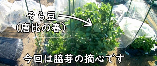 空豆の脇芽を摘心します（開花時期になった唐比の春ソラマメ）