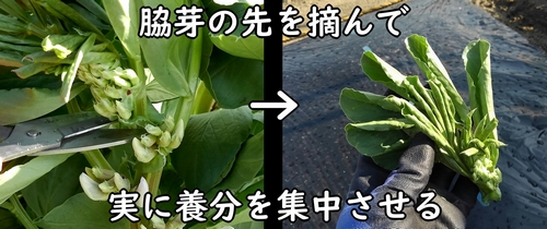 そら豆（ソラマメ）の脇芽の摘心の仕方