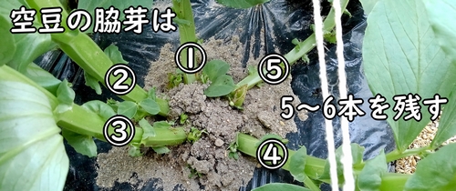 そら豆の整枝（ソラマメ1株の脇芽は、5～6本が適正）