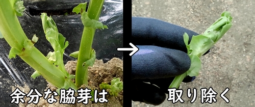 整枝後に生えてきた空豆の脇芽は除去する