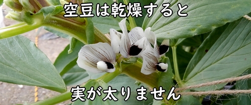 開花時期になったそら豆（唐比の春ソラマメの花）