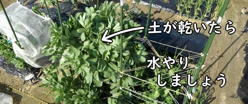 土が乾いたら、そら豆に水やりしましょう