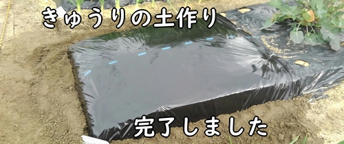 きゅうり（有機栽培のキュウリ）の土作り完了です