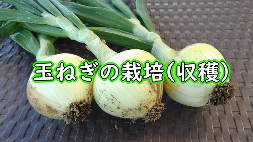 玉ねぎの収穫（10月植え付けの極早生タマネギが収穫時期です）