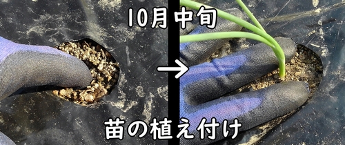 玉ねぎ（極早生タマネギ）の苗の植え付けは10月中旬頃