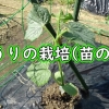 きゅうり（胡瓜）の苗の植え方（夏キュウリの定植・植え時期は4～5月が最適）