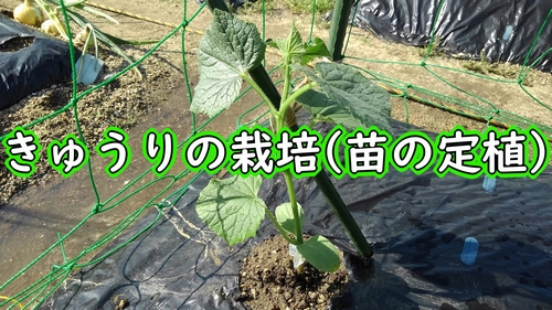 きゅうり（胡瓜）の苗の植え方（夏キュウリの定植・植え時期は4～5月が最適）