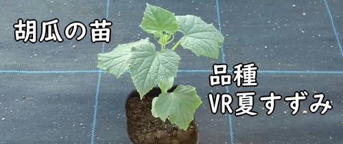 植え付けに使うキュウリの苗（VR夏すずみきゅうりの苗）