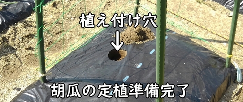 きゅうりの植え付け準備完了