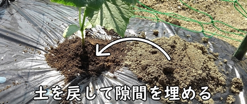 土を戻して隙間を埋める