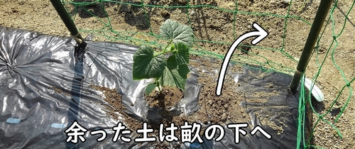 きゅうりの植え付けで余った土は下へ落とす