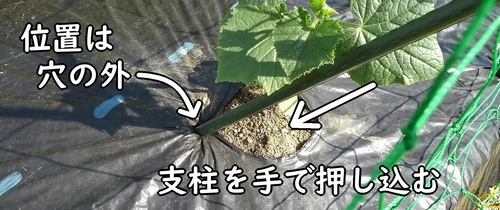 きゅうりの仮支柱の立て方（きゅうりの植え付け穴の横に立てる）