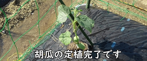 きゅうりの苗の植え付け完了（夏すずみキュウリの定植完了）