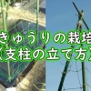 きゅうりの露地栽培：(胡瓜の支柱の立て方) – 地植えキュウリの垂直栽培