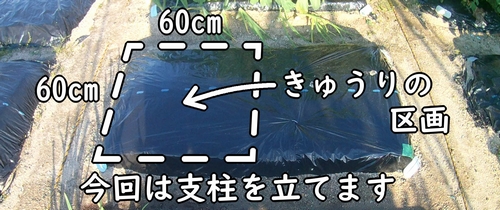 きゅうり（胡瓜）の栽培区画に支柱を立てます（地植えキュウリの支柱立て）