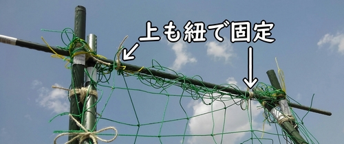 きゅうりネットの上の部分も紐で固定する