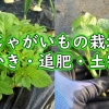 じゃがいもの芽かきと追肥と土寄せ：春ジャガイモ（春植え馬鈴薯）のお世話