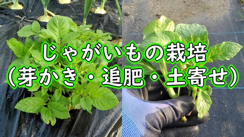 じゃがいもの芽かきと追肥と土寄せ：春ジャガイモ（春植え馬鈴薯）のお世話