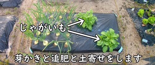 植え付け後に発芽したじゃがいも（マルチ栽培で育てているじゃがいも）