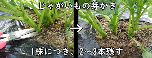 じゃがいもの芽かきの方法（馬鈴薯の間引き方法）