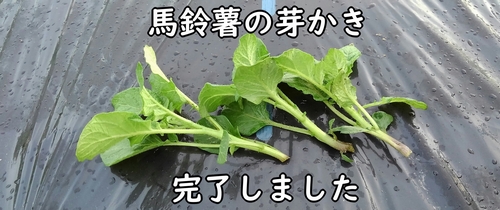 芽かき（芽摘み）で取ったじゃがいもの芽