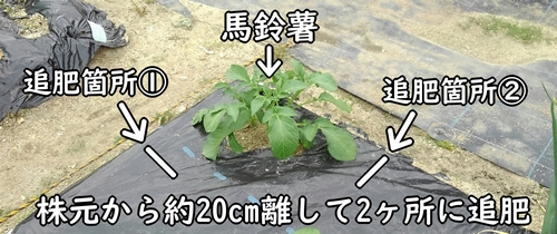 じゃがいもの追肥位置（芽かき後の馬鈴薯に追肥をする）