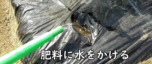 追肥した鶏糞に水をかける