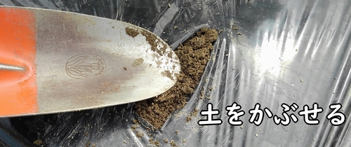 鶏糞を土に埋める