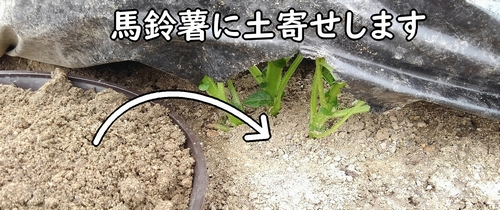 じゃがいもの土寄せ（馬鈴薯は追肥と土寄せをセットで行う）