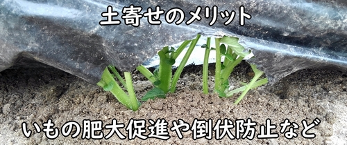 じゃがいも栽培では土寄せが重要