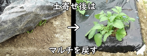 じゃがいもの芽かきと追肥と土寄せ完了