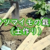 さつまいも（甘藷）の土作り：サツマイモの植え付け準備