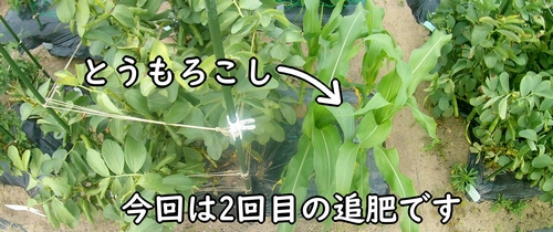 とうもろこし(とうきび・トウモロコシ)の栽培区画