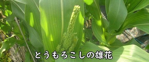 とうもろこしの雄花(とうきび・トウモロコシは、雄花が出たら2回目の追肥)