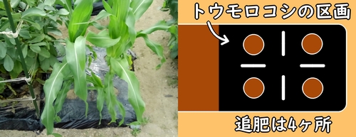 とうもろこし(とうきび・トウモロコシ)の追肥箇所