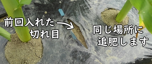2回目も株間に追肥します
