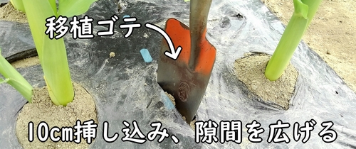 追肥箇所に移植ゴテを差し込む