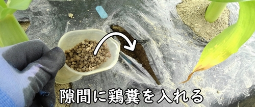 広げた隙間に鶏糞を追肥する