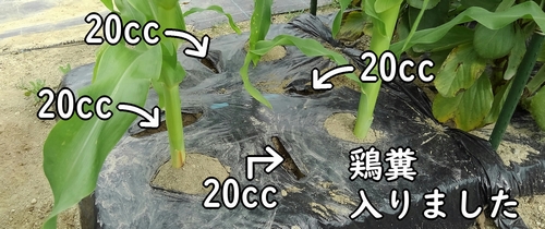 とうもろこしの追肥箇所に鶏糞が入りました