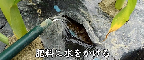 追肥した鶏糞に水をかける