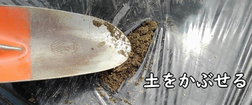 鶏糞を土に埋める