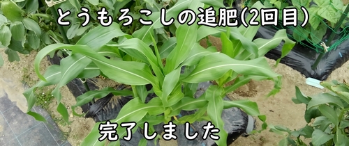 とうもろこし(とうきび・トウモロコシ)の2回目の追肥完了