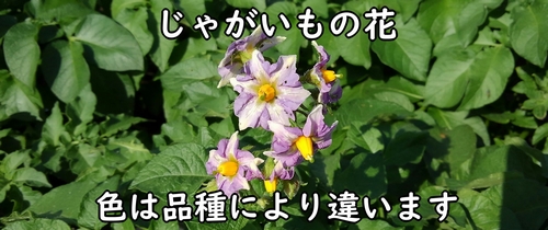 じゃがいも(馬鈴薯・ジャガイモ)の花