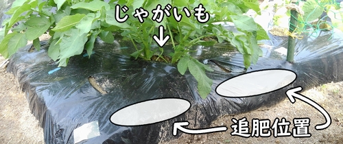 じゃがいも(馬鈴薯・ジャガイモ)の2回目の追肥位置