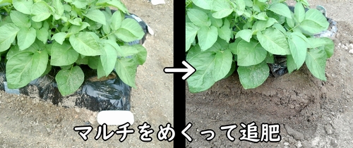 じゃがいも(馬鈴薯・ジャガイモ)に追肥しやすいよう、マルチシートをめくる