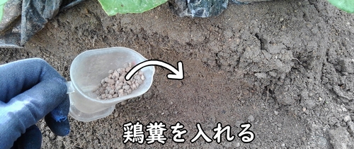 穴を掘って鶏糞を追肥する