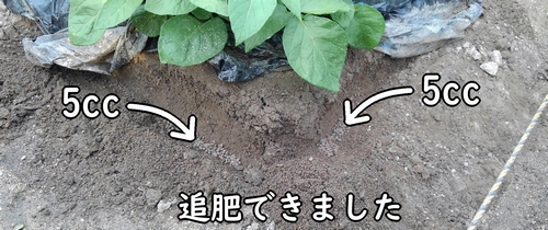 じゃがいもの追肥箇所に鶏糞が入りました