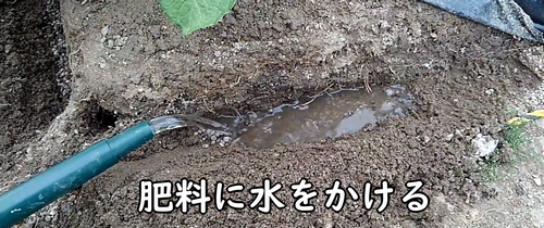 追肥した鶏糞に水をかける