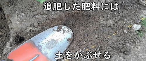 鶏糞を土に埋める