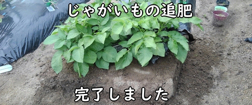 じゃがいも(馬鈴薯・ジャガイモ)の追肥完了